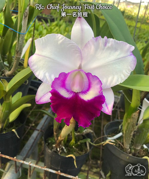 美琪園藝Miki Orchid - 批發專區